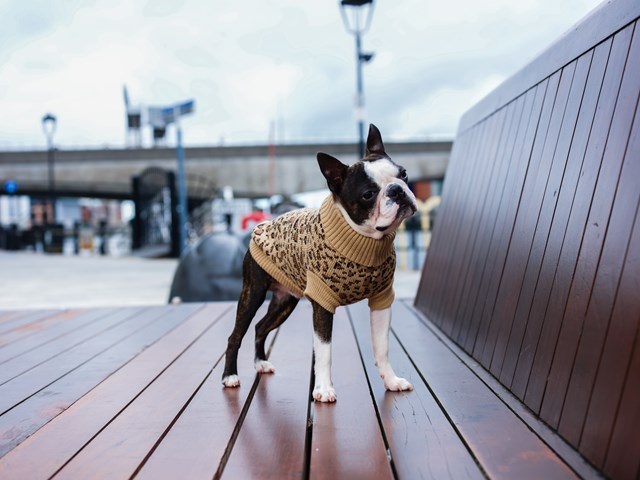 Leopard Print – STRIKKET HUNDEGENSER