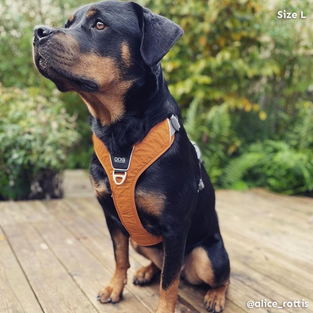 Comfort Walk Pro Harness New 2020 - Orange Sun