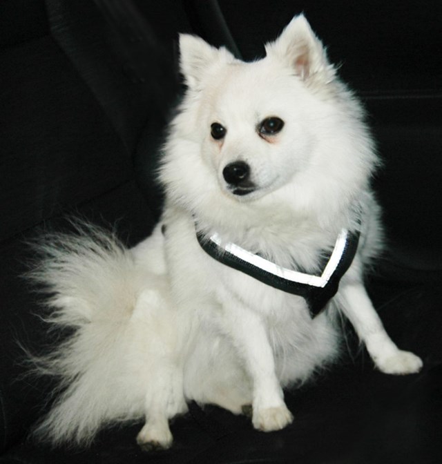 MiM AllSafe Krasjtestet Bilsele