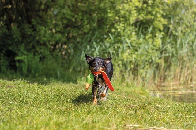 And med lyd 50 cm – flytende hundeleke