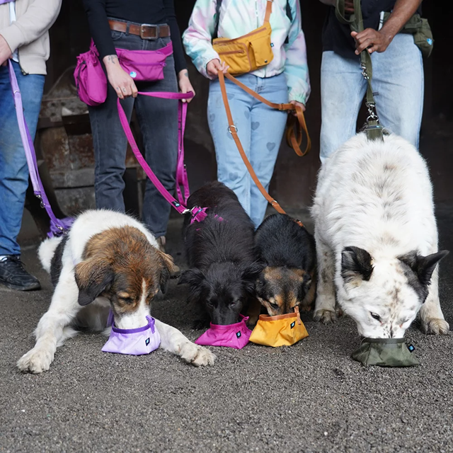 ANNY-X BOWL TO GO - FORSYTHIA