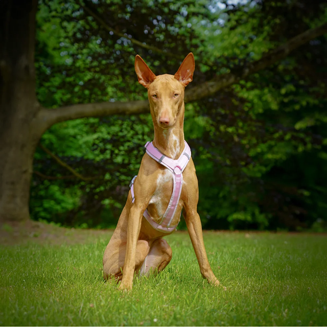 Anny-X Fun Hundesele Cotton Candy