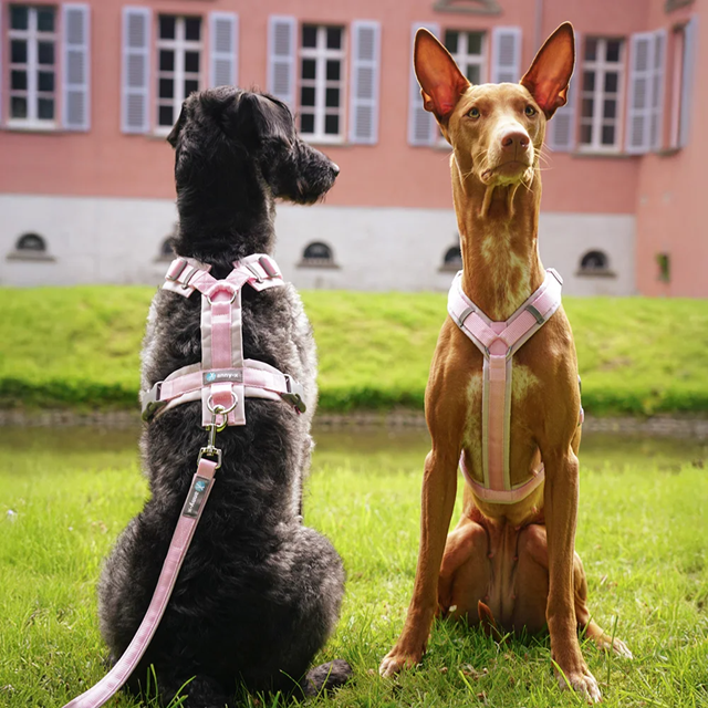 Anny-X Fun Hundesele Cotton Candy