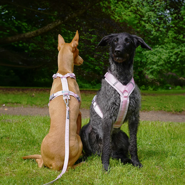 Anny-X Fun Hundesele Cotton Candy