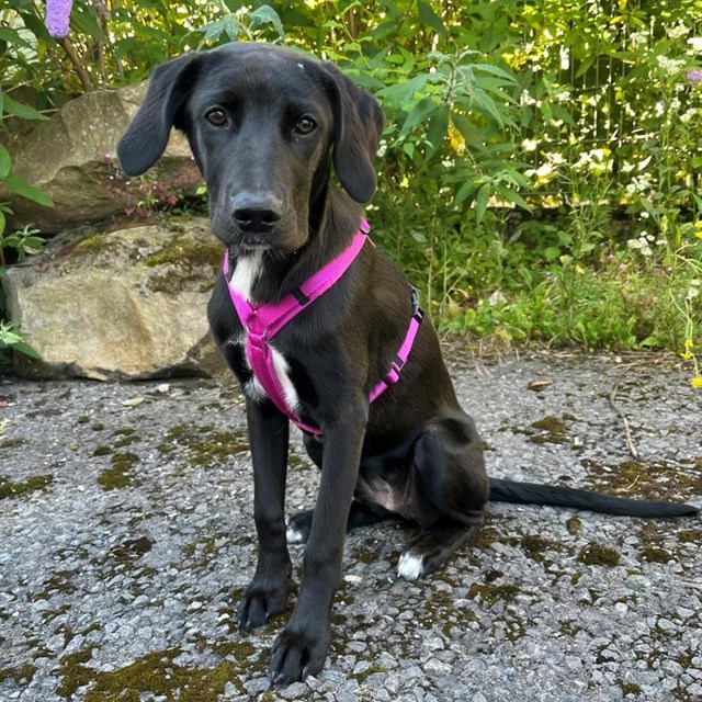 Anny-X Fun Hundesele Echinacea