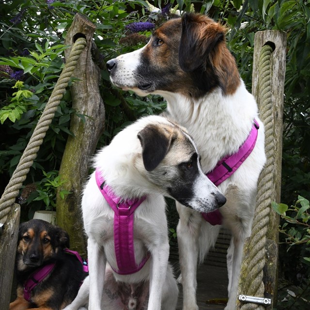 Anny-X Fun Hundesele Echinacea