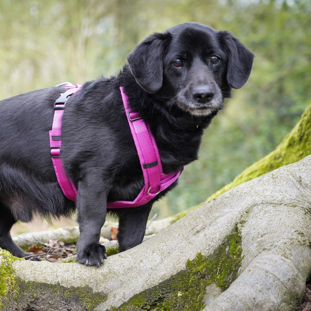 Anny-X Fun Hundesele Echinacea - Rask levering & 14 dagers åpent kjøp