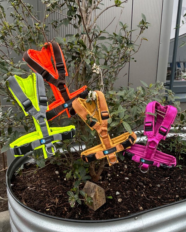 Anny-X Fun Hundesele Echinacea