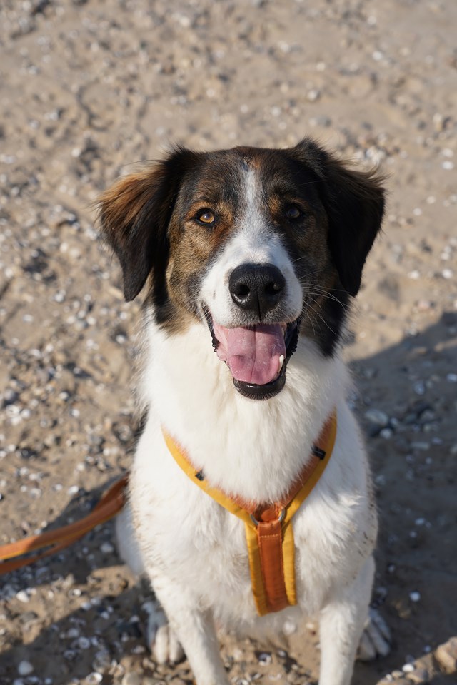 Anny-X Fun Hundesele Forsythia