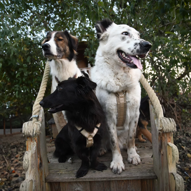 Anny-X Fun Hundesele Guelder Rose