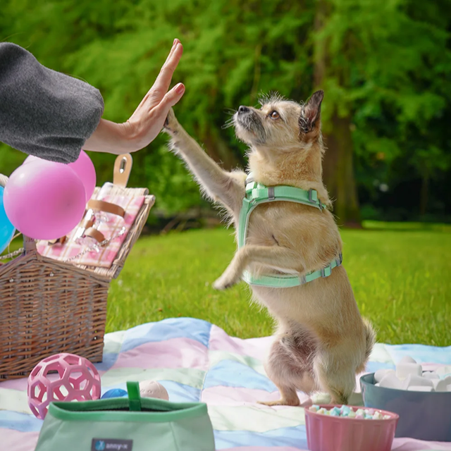Anny-X Fun Hundesele Lollipop