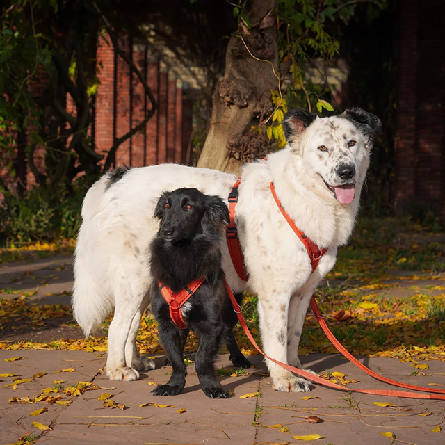 Anny-X Fun Hundesele Maple