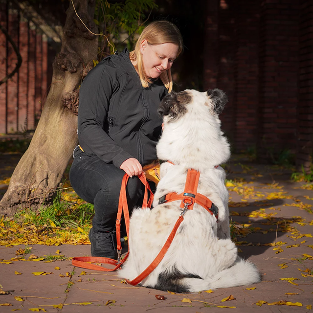 Anny-X Fun Hundesele Maple