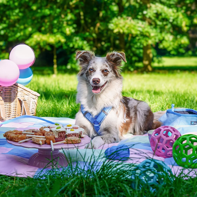 Anny-X Fun Hundesele Marshmallow