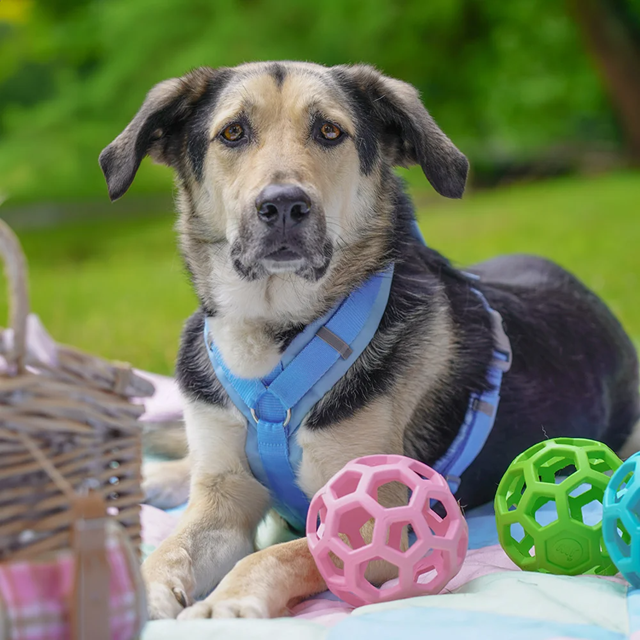 Anny-X Fun Hundesele Marshmallow