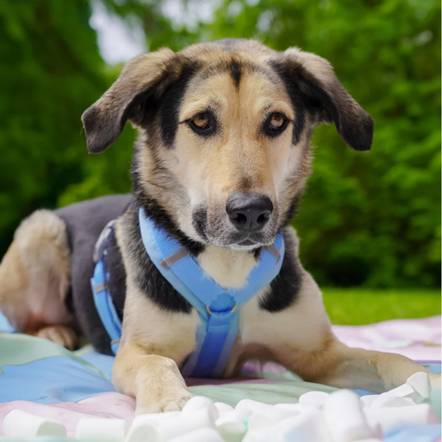 Anny-X Fun Hundesele Marshmallow