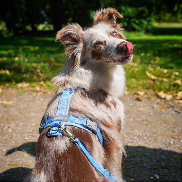 Anny-X Fun Hundesele Marshmallow