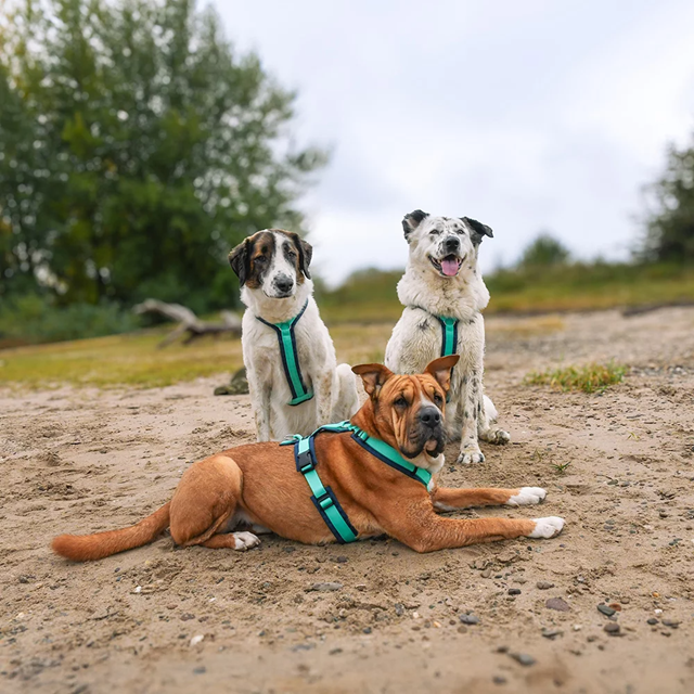 Anny-X Fun Hundesele Ocean