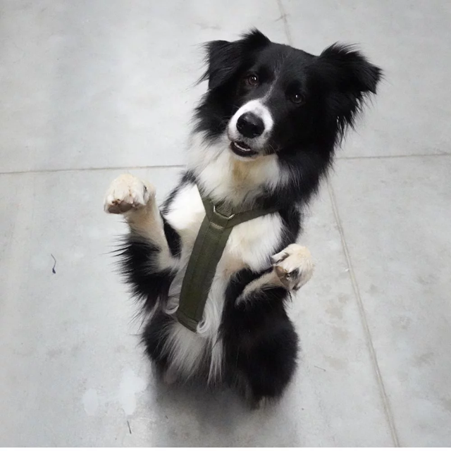 ANNY-X FUN HUNDSELE OLIV/OLIV