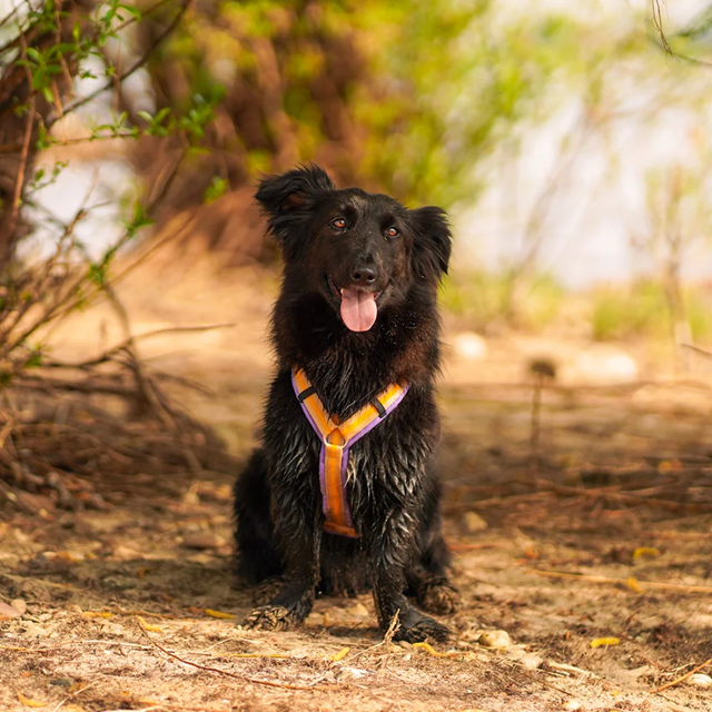 Anny-X Fun Hundesele Primrose