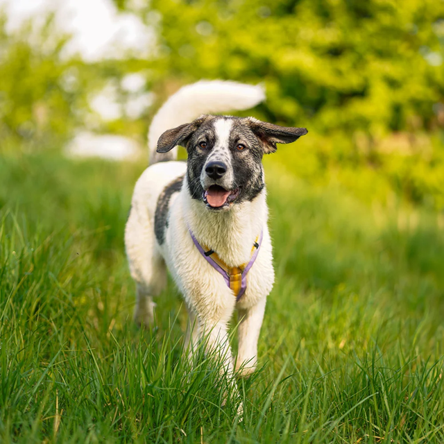 Anny-X Fun Hundesele Primrose