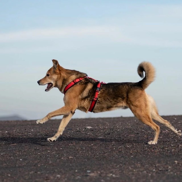 Anny-X FUN Hundesele Rød/Svart