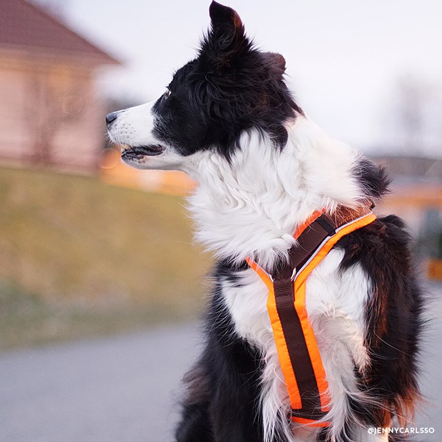 Anny-X Hundesele Protect Luminous Oransje/Brun