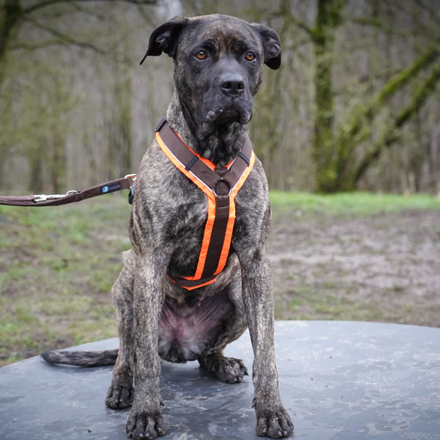 Anny-X Hundesele Protect Luminous Oransje/Brun