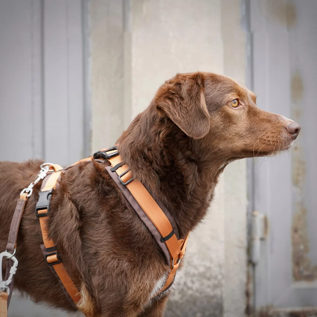 Anny-X Open Fun Hundesele Brun/Amber