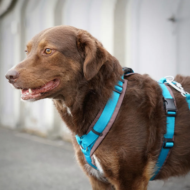 Anny-X Open Fun Hundesele Brun/Petrol