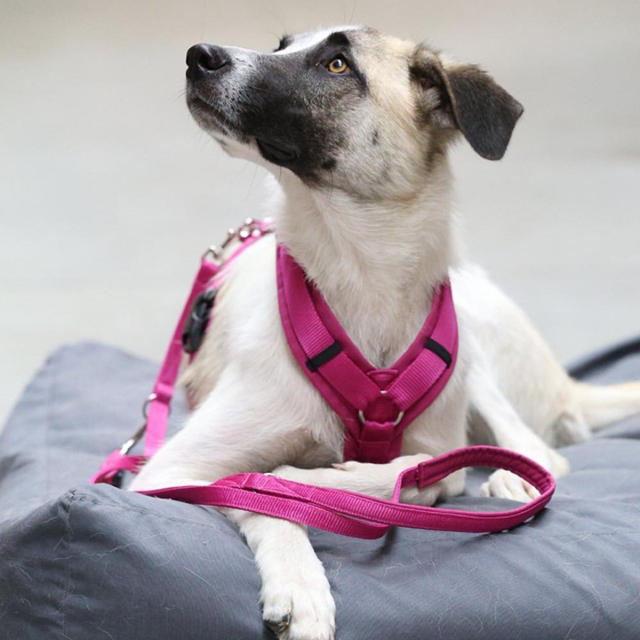 Anny-X Open Fun Hundesele Echinacea