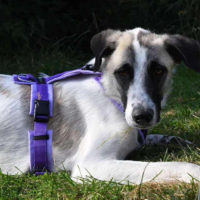 Anny-X Open Fun Hundesele Lavender