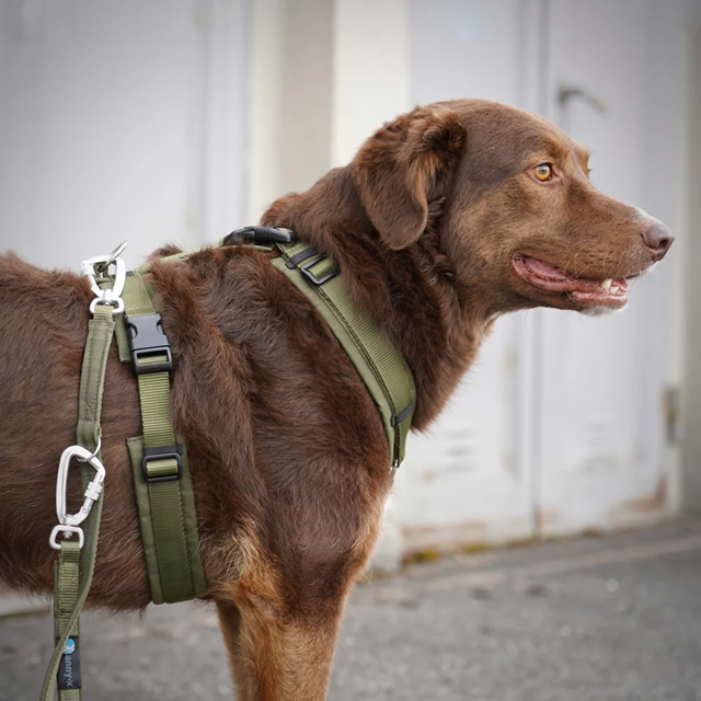 Anny-X Open Fun Hundesele Oliv/Oliv