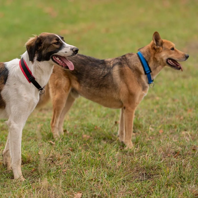 Anny-x Pull Stop Halsbånd - Svart/Blå