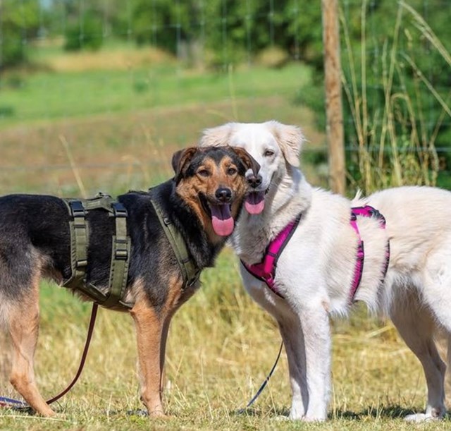 Anny-X Safety Hundesele Svart
