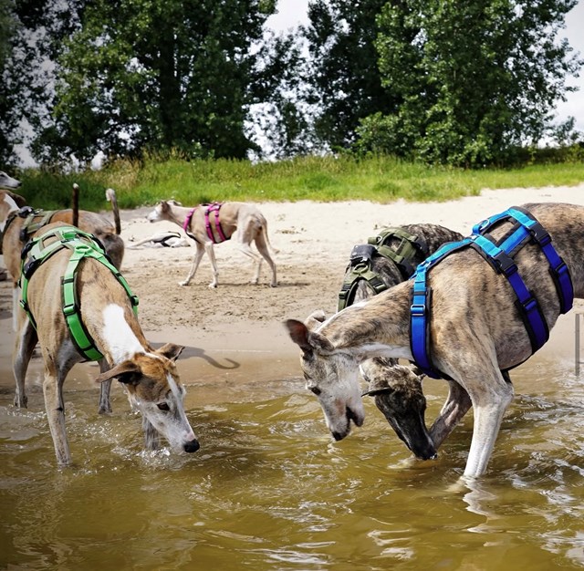 Anny-X Safety Hundesele Svart