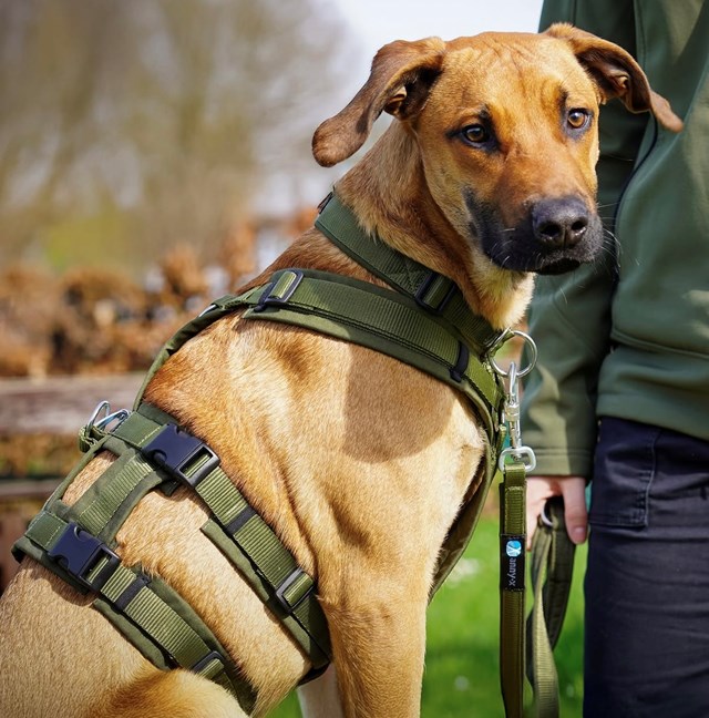 Anny-X Safety Hundesele Svart