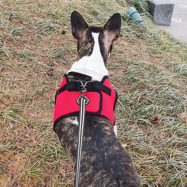 Night Safety Long Lead - Svart Reflekskobbel 3 m