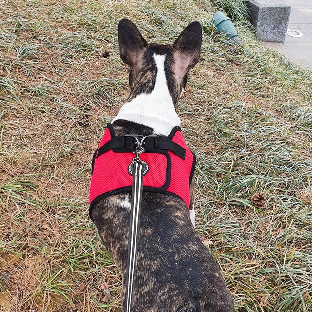 Night Safety Long Lead - Svart Reflekskobbel 5 m