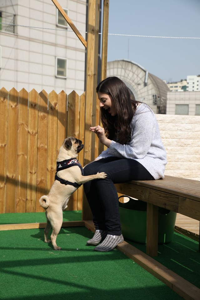 Cupid Navy - Fôret Hundesele XL