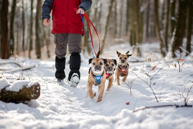 K9 IDC Longwalk Blå/Grå