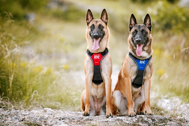 K9 IDC Longwalk Blå/Grå