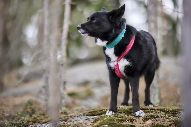 Casual ECO Y-sele - Ruby