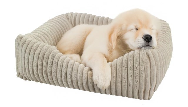Companion Cocoon Anders Hundeseng - Beige