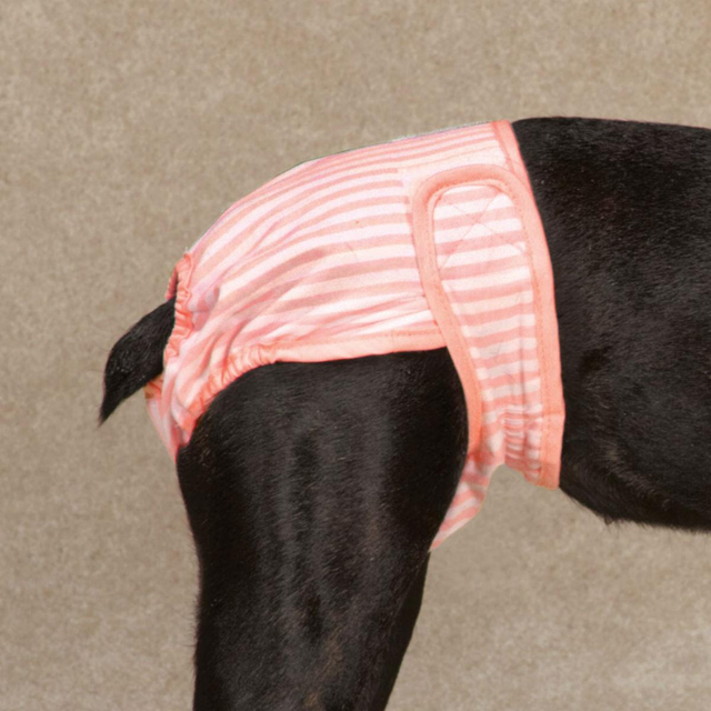 CQ Female Pup Pants Tispetruse - Rosa