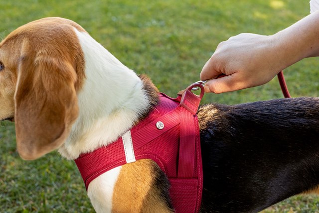 Curli Vest Clasp Air-Mesh Hundesele - Fuchsia