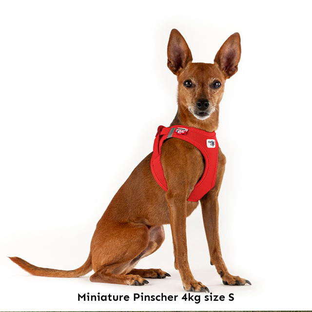 Curli Vest Clasp Air-Mesh Hundesele - Orange Sun