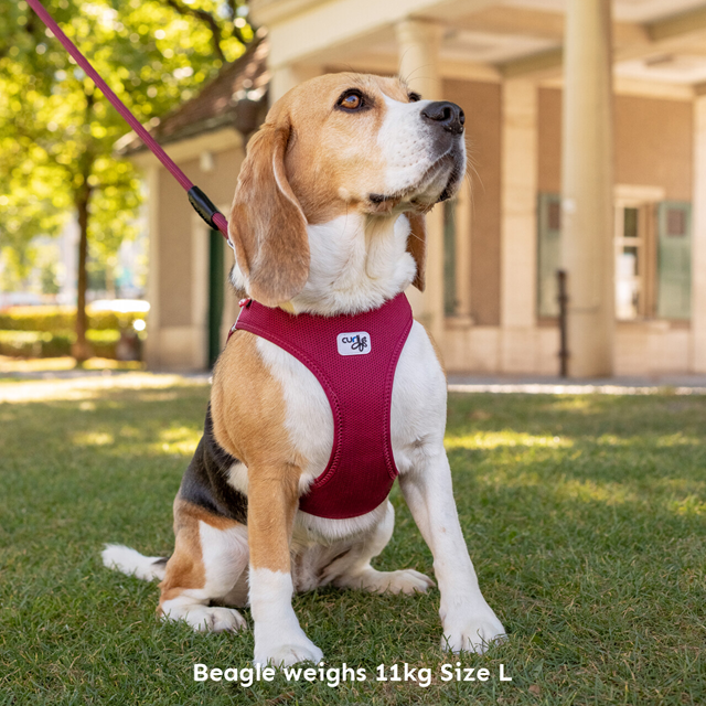 Curli Vest Clasp Air-Mesh Hundesele - Ruby