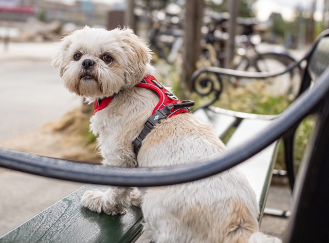 Comfort Walk Pro Harness New 2020 - Classic Red