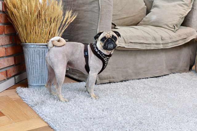 Leonard Brown - Fôret Hundesele